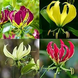 Urban Gardens Gloriosa Bulbs -yellow, mixed, Pack of 2 Varieties-picture-11
