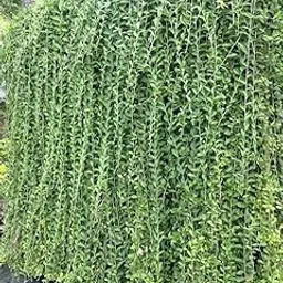 LIVE CURTAIN CREEPER (PARDA BEL) - GROWN YOUR OWN GREENERY WITH CURTAIN LOOKS - PERFECT FOR HOME DECOR OR HANGING - EASY CARE - PLANT WITH SMALL POT-picture-25