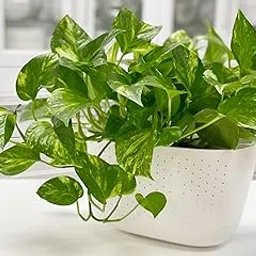 ALOCHUZ Live Good Luck Air Purifying |Green Money Indoor Live Best For Decor Plant with Grow bag -(height 25-30 c.m.) for home gardening (Pack Of - 1) Outdoor & Indoor Plant-picture-22