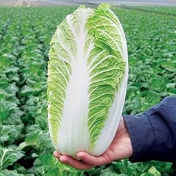 Audbhidhi Vegetables Seeds | Chinese Cabbage Seeds For Home & Kitchen Gardening | Vegetables Plants Seeds Pack of 75 Seeds-picture-17