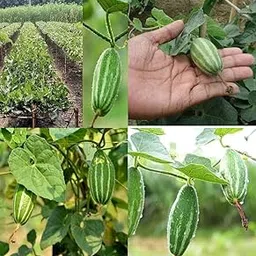 Parwal seeds hybrid all seasons plant biij Parval pointed gourd vegetable hybrid seeds pack of 10-image-8