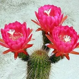 Mphmi Live Plant Nursery NCR Echinopsis species - Cactus Plant-image-56