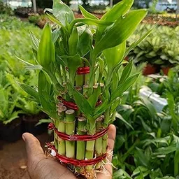 Lucky Bamboo Indoor Plant (Pack of 1)-image-56