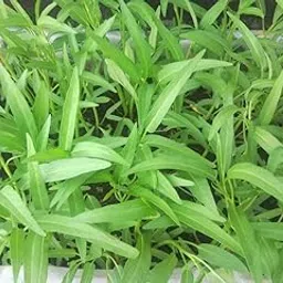 Nelesa Gardening Water Spinach Seeds kangkong seeds100 Seeds-picture-29