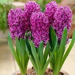 Mphmi Seedless Plant Flower Bulbs Plants Hyacinth (Purple Sensation) - Bulbs (set of 5)-image-49