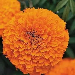 African Marigold Flower Seeds – (100 Seeds Par Packet) – Bright Orange Blossoms for Home Garden | image 1