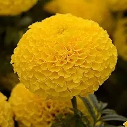 Yellow Hybrid Marigold Live Plant with Pot, Bright Blooming Genda Flower for Garden, Balcony, Terrace, Fast Growing-picture-20