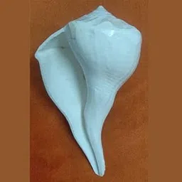 Generic S V K Naatu marunthu Kadai Valampuri/Dakshinavarti Shell Shankh/valampuri Sangu 15inch-picture-57