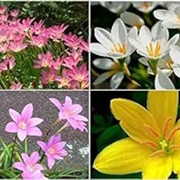 Rain Lily Flower Plant live, for Home Gardening Pack of 5 Bulbs By Zabbus-picture-11