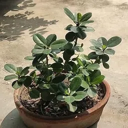 Ficus Bonsai Live Green Plant in Pot, Attractive Banyan Tree Miniature Plant for Indoor or Balcony Gardening, pack of 1-picture-12