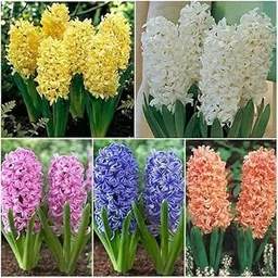 Mphmi Seedless Plant Flower Bulbs Plants Heavenly Hyacinth (10 Bulbs Pack)-image-29