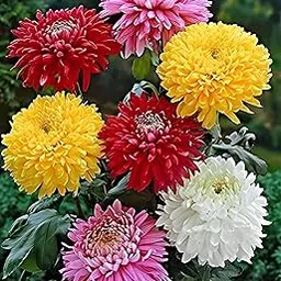 Chrysanthemum (Chandramallika) Live Plant – Vibrant Blooms, Live Indoor/Outdoor Flowering Plant, Ready to Colorful Seasonal Blooms for Balcony & Pots in 1 Months-picture-19