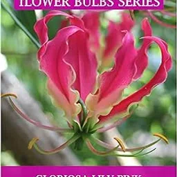 Gloriosa Lily - Flaming Lily Bulbs Climbing For Home Gardening - Pack Of 5 Bulbs (Set OF 5 Pkt)-picture-14