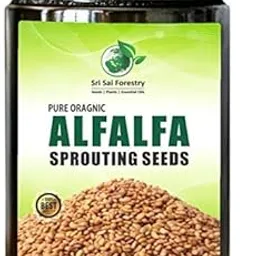 SRI SAI FORESTRY - Alfa Alfa Seeds for Microgreen Sprouts | 100 Grams | Perfect for Sprouting & Microgreens, Premium Alfalfa Sprout Seeds, Non-GMO-image-37