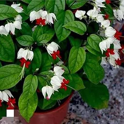 NEW DEBNATH NURSERY Bleeding Heart Plant Clerodandrum Thomsoniae Live Plant White-Red Flowers (1 Piece)-picture-27