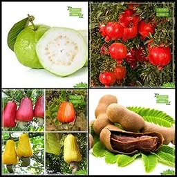 Creative Farmer Packet Combo Fruit : Guava, Pomagranate Dwarf, Cashew Seed, Sweet Tamarind Fruit Terrace Gardening-picture-22