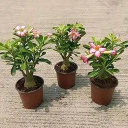 Mphmi Live Plant Nursery NCR Nurseryplant of 3 Bonsai looking Adenium Plants-picture-34