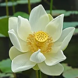 ROYAL LAND Aquatic plant Dwarf ‘Snow Flake ’ Lotus Nelumbo nucifera White Color 20 Fresh Seeds Pack-picture-13