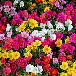 Baagan Live Portulaca Oleracea Purslane Flower Plant, Mixed Colours Blooming Succulent with Pot for Balcony, Home Garden, Hanging Baskets, Outdoor Decorative Plant,1 Healthy Live Plant-picture-22