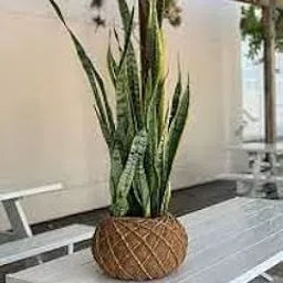 ADMIRE Snake plant indoor live plant big, Indoor - Plant for Office, Bedroom, Living Room, Dining Room, Nursery image 1