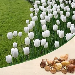 Mphmi Seedless Plant Flower Bulbs Plants Tulip Royal Virgin (White) - Bulbs-picture-13