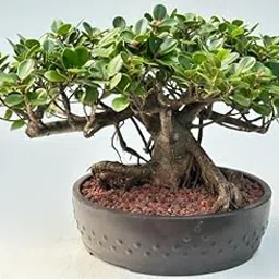 AP GARDEN Lucky Banyan Live Plant, Bonsai Marri Baniyana baragad Paniyan Banyan Malayan Indian Laurel Ficus Curtain Fig Tree Ficus Long Island Mini Chaina Bot, Bonsai Banyan Live Plant (Without Pot)-image-97