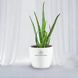 BLOSSOM Plant's aloe vera Live Indoor Plants with white Pot, Best for Home, Office & Garden.-image-63