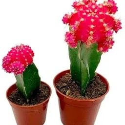 generic GreenWorld Special & Rare Red Moon Cactus Live Plant (Pack Of 1,With Pot) Air Purifier Healthy Indoor Live Houses & Office table lucky Natural Plant-picture-17