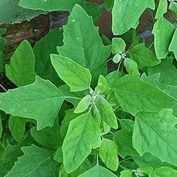 Flare Seeds Bathua Saag Vegetable Seeds Pack Of 290 Seeds-picture-54