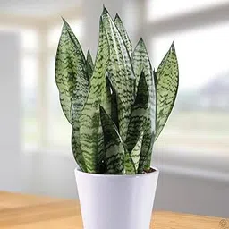 Snake Plant Live – Mother-in-Law’s Tongue in Pot – Natural Air Purifier – Indoor Plant for Bedroom, Living Room or Office – Low Maintenance & Drought Tolerant-image-49