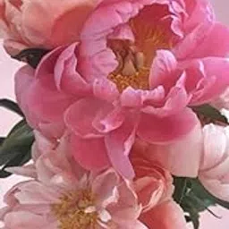 Radha Krishna Agriculture® Imported Excellent-Quality Peony Flower Bulbs for Home Outdoor Gardening Plants Flowering Bulbs (Pack Of 1)-picture-46
