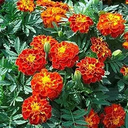 SRI SAI FORESTRY Cottage Red Marigold Flower Seeds (100 Seeds) For Home Garden, Terrace, Balcony, Home Decoration-image-3