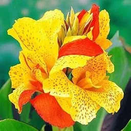 Udanta Canna Lily All Season Flower Bulbs Biocolor 2pcs Biocolor-picture-20