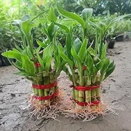 Lucky Bamboo Plant 6 Lucky Bamboo Sticks with Multi color pebble, Best feng shui plant Home, Office, Bedroom decoration..-image-0