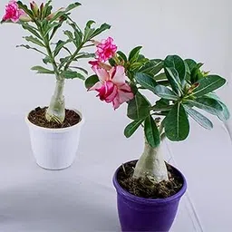 Hybrid adenium live plant pack of 2 mix colour Pack Of 2-picture-23