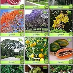 Creative Farmer Gardening Seeds Combo Fruit & Tree Seeds : Citrus Seeds, Papaya, Thailand Guava, Bottle Palm Seeds, Gaint Bamboo, Bamboo, Blue Jacaranda, Flame Tree, Peltophorum, French Tamarind, Nyctanthes Arbortristis, Pomagranate Fruit Seeds For Home Garden-picture-30