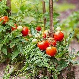 Tomato Seeds Pathorkuchi Tomato Seeds Desi Tomato Seeds for Gardening Home Farms | All Season Tomato Seeds | (90+ seeds/packet)-picture-11