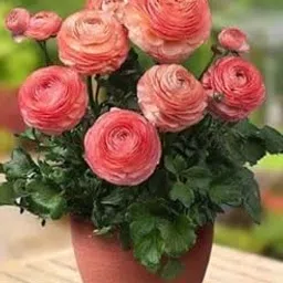 Oakwood Farms® Ranunculus flower bulbs | lite peach Ranunculus Flower bulbs For Indoor/Outdoor home Gardening Pack of 2 bulbs-picture-31