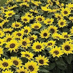 M-Tech Gardens Rare Sunflower " Choco Sun " Exotic 30 Seeds for Growing-picture-20