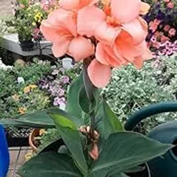 Siviga® Canna lily flower bulbs for Your Garden | peach Canna lily Flowering Plants bulb | all season Flowering bulbs for Planters pack of 2 bulbs-picture-13