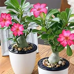 Mphmi Live Plant Nursery NCR Plant Adenium Plant, Desert Rose (Black) - Plant Desert rose,adenium-picture-11
