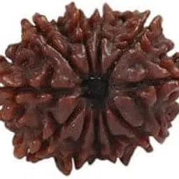 TRINETRA GEMS STONE Ten Face Rudraksha IGL Lab Certified Original दस मुखी रुद्राक्ष For Make Pendant Mala Genuine 10 Mukhi Rudraksha Nepali Beads Real Das Mukhi Rudraksha For Women-image-72
