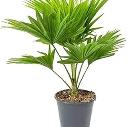 green paradise Green Paradise® Table Palm Live Plant Chinese Palm Live Plant-picture-42