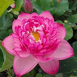 ROYAL LAND Exotic Lotus Seeds Aquatic Plants Water Lilly Nice Fragrance Outdoor Ponds 20 Seeds Variety : RL215-picture-30