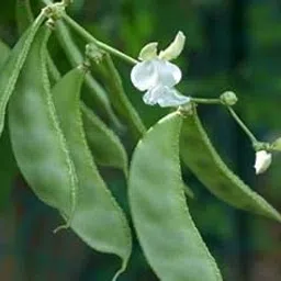 Golden Hills Farm hybrid Lablab purpureus,Hyacinth,Dolichos Bean,Chedi Avarai 50+ seeds image 1