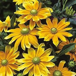 M-Tech Gardens Rare Rudbeckia " Prairie Sun " Exotic 30 Seeds for Growing image 1