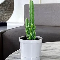 generic Plantoos Live Fairy Cactus - Indoor House Plant - Easy-Care Succulent for Home Décor-picture-23