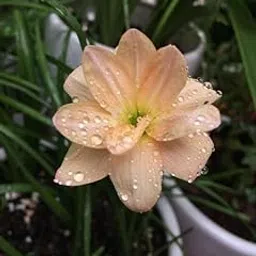 RADHA KRISHNA AGRICULTURE Rain lily flower bulbs | cream Rain lily Flower Bulbs for All Season Pot and Home Garden | Pack of 5 Bulbs-picture-25