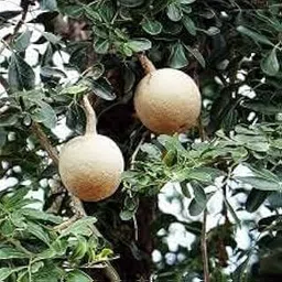 All Time Fast Growing Sweet Thai Wood Apple Tree(Pack Of-1)/Limonia Acidissima/Elephant apple/Kothbel Plant Grafted Round Shape Testy And Healthy Fruit Plant (Height 1-1.5 FT).-picture-26