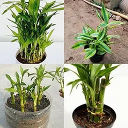 lucky bamboo plant soil, Live natural soil lucky bamboo living room pack of 1 plant-image-18